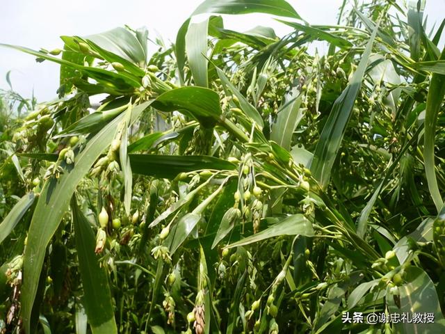 薏苡仁除了能除湿痹还有这些功效哦！早吃早受益