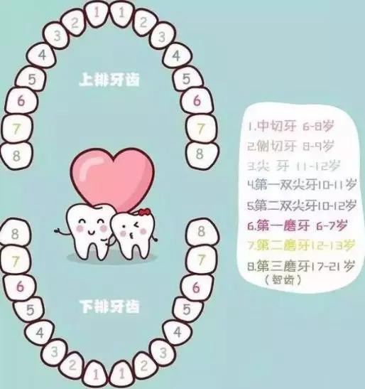 「你的育儿经」「绘本小屋」爷爷的牙 我的牙