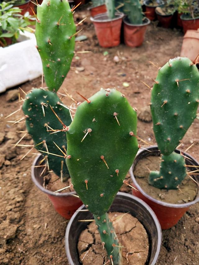 植物扦插知多少，这6种植物最适合扦插，用这3种扦插方法就够了