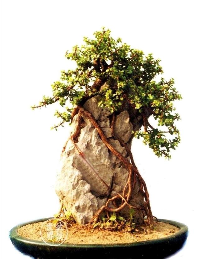 小森林金枝玉叶盆景 就是用一根金枝玉叶的枝条,卧倒放在盆土里,接触