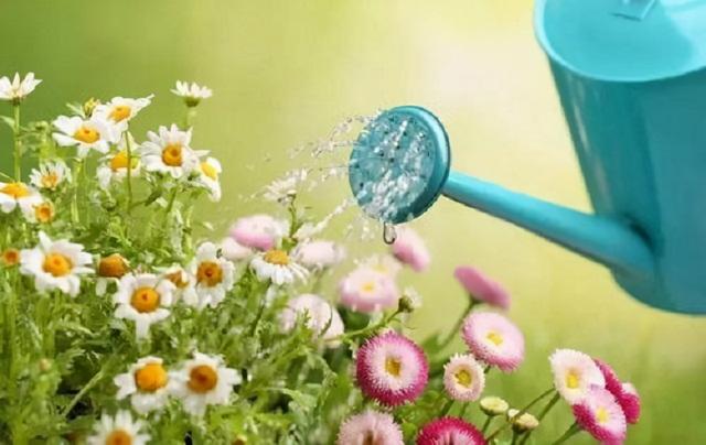 春节气温低，“浇水”要注意，不然10盆烂9盆，养花一年成空谈