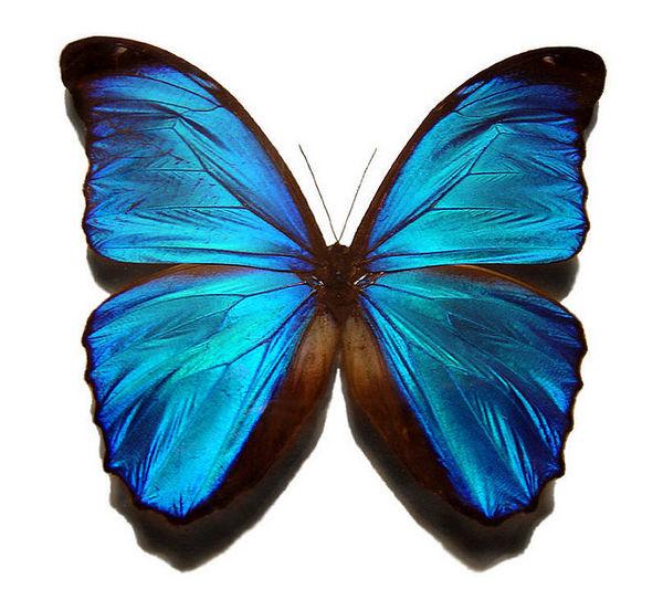 世界上最美丽的蝴蝶 一些已经濒临灭绝