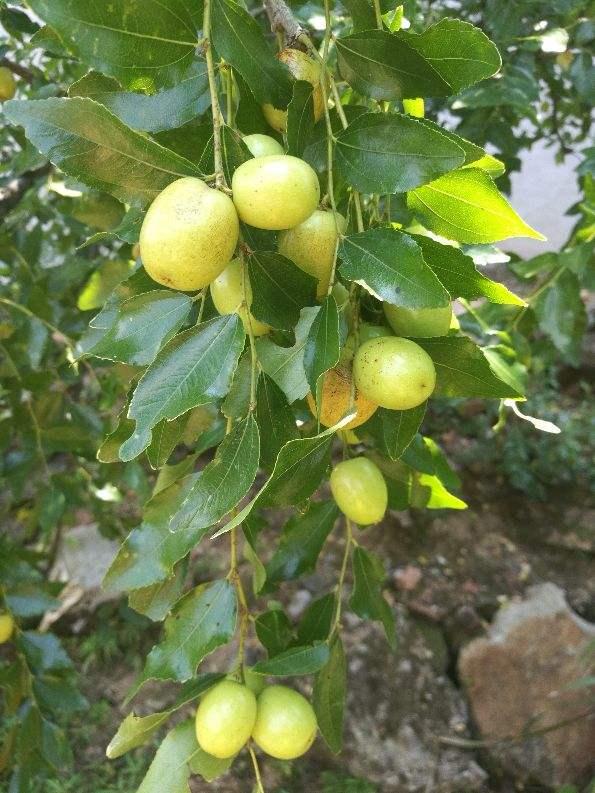 家里有个小院子，适合种3种果树，赏花赏果两不误