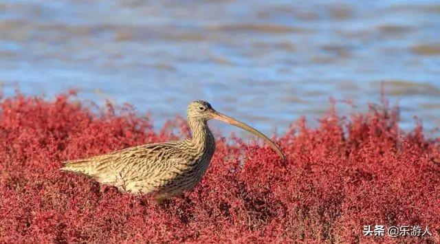 #行路万里#辽宁竟私藏了一片颜值超高的红海滩