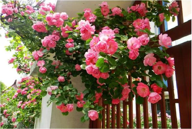 「世界那么大」待春光和煦,共赴一场蓬莱之约 | 这就是山东