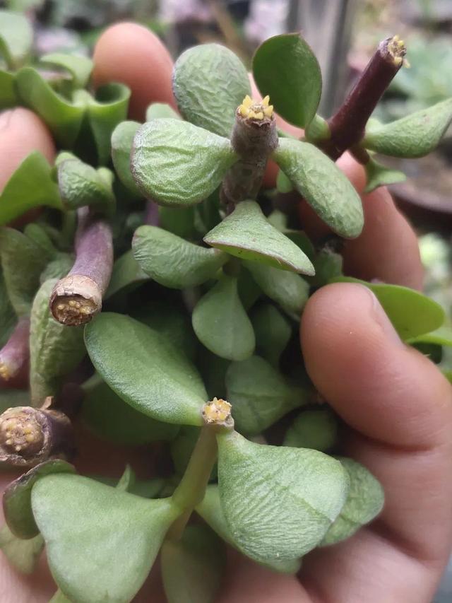 6种花特能生，1年翻10盆，送人都不心疼