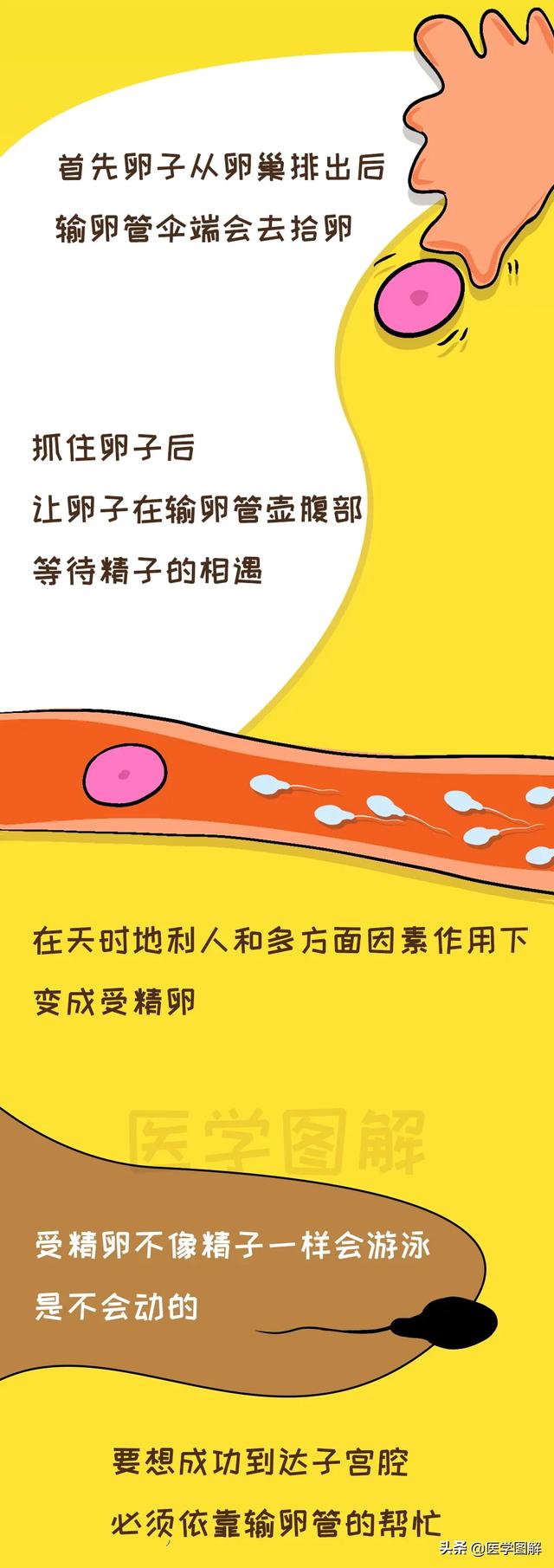 超级宝妈■女性怀孕的重要通道，不孕可能来自这里丨医学图解