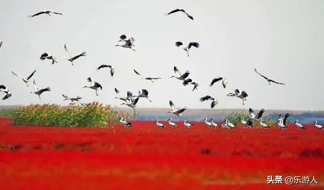 #行路万里#辽宁竟私藏了一片颜值超高的红海滩