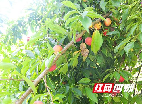 红网张家界:梅尼&红土地在枞茂村设立果园基地 解决贫困户“李子”滞销问题