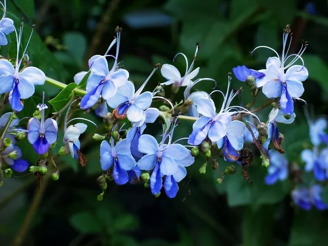 大咖分享 | 蓝色花境植物有那些？