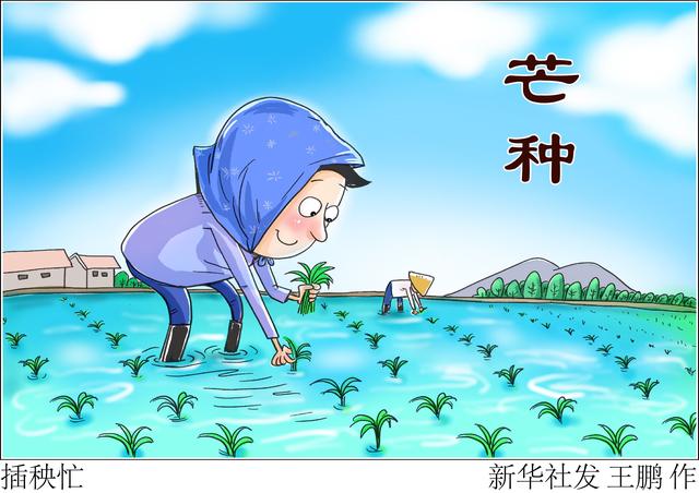 二十四节气·芒种〕插秧忙