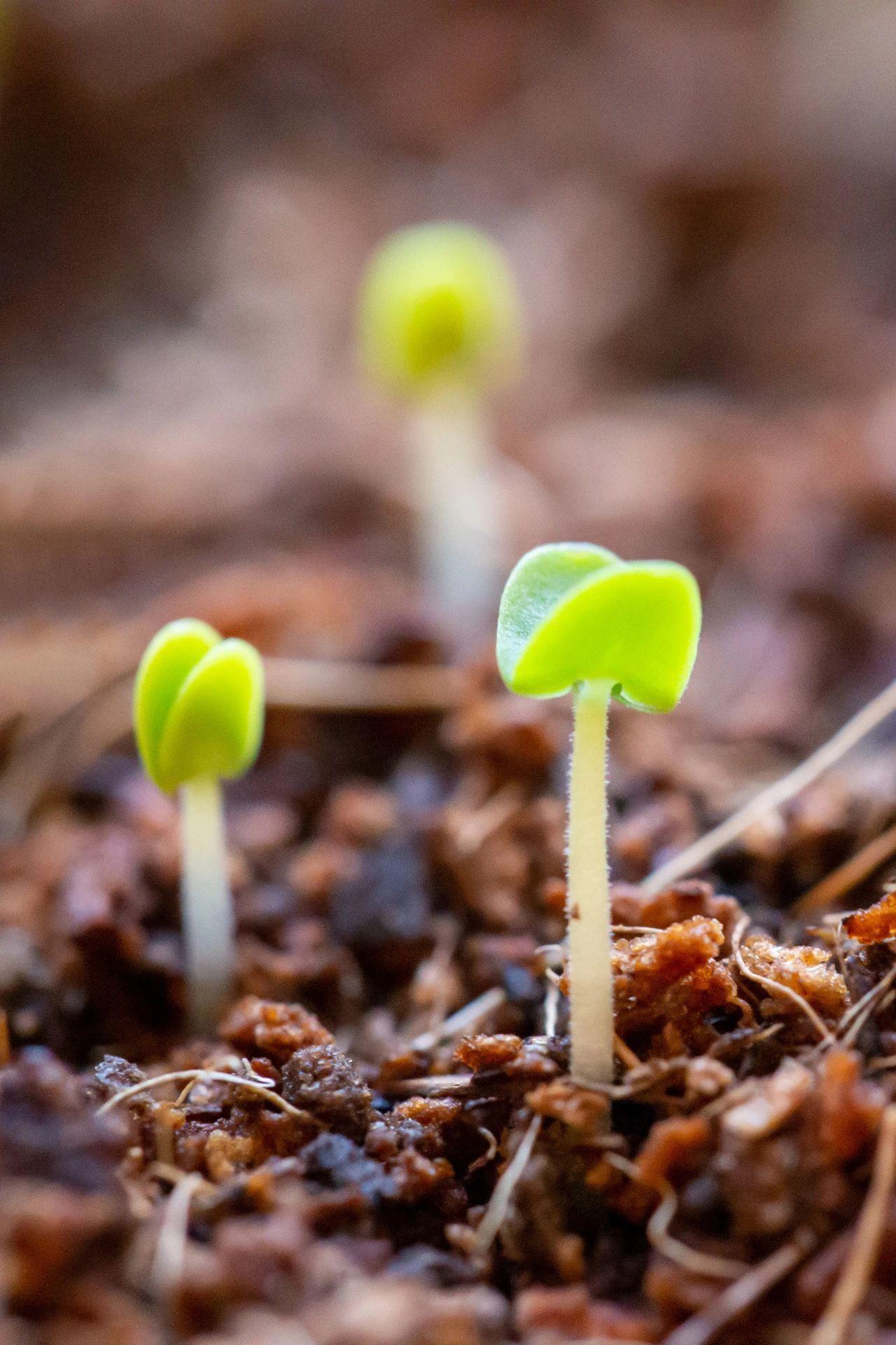 春芽破土而出 编辑:秦秦