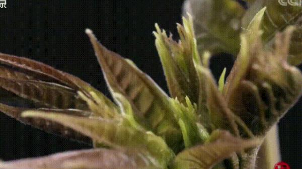 香椿|尝一口鲜，把春天吃进嘴里