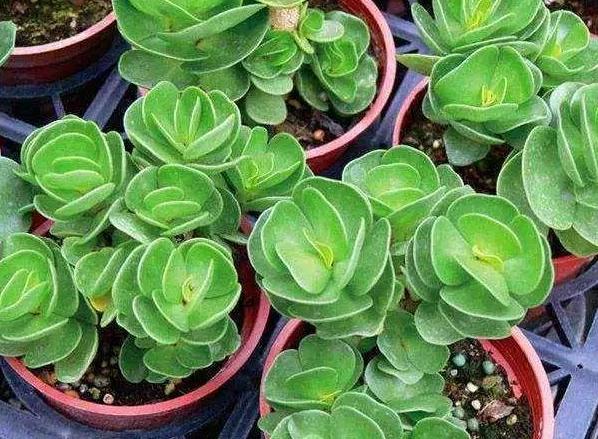 多肉，懒人花友的“心头好”，上班族的“小萌宠”，好看又好养