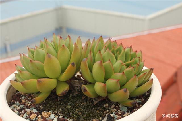 堪称励志，一颗十里挑一，几经坎坷的圣诞东云