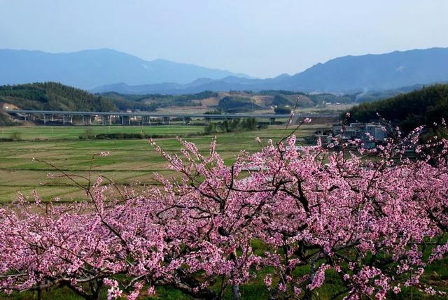 趣旅游■中国绿都 最氧三明 | 掬一捧春色,赏建宁桃红梨白……