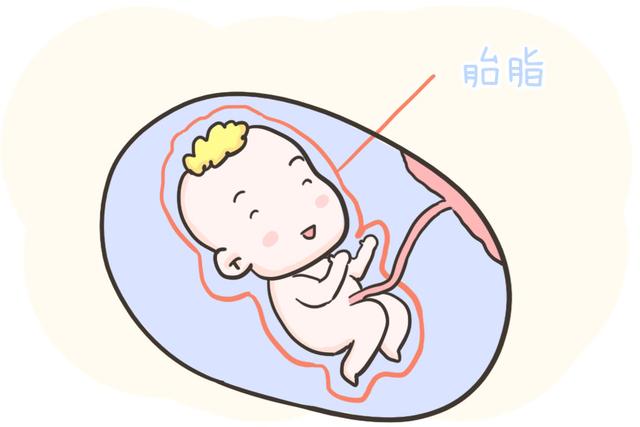 [超级宝妈]一篇来自胎宝的自述：我在妈妈羊水里的“惬意生活”，看完暖化了
