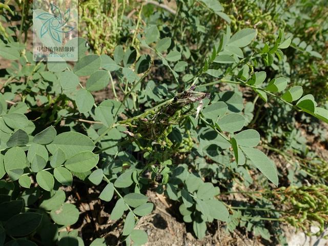 神农本草图经，薯蓣 菊花 甘草 人参 石斛 石龙芮