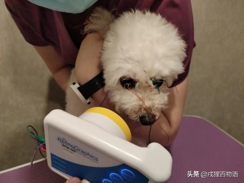 超级宝妈|小心毛孩子这些眼病 可能导致失明