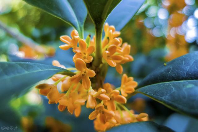 不同月份出生都有专属花，你几月出生？看看你的“命中花”是什么