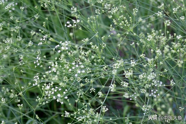 张廷模中药学讲稿 22 细辛 苍耳 辛夷 藁本 薄荷 牛蒡子