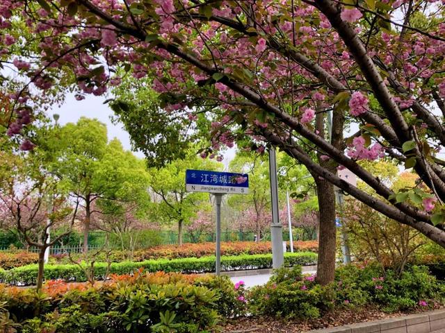 文汇网▲上海首条“落樱不扫”道路诞生!700米长“樱花路”只限定5天哦