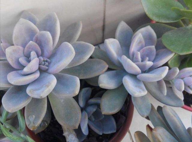 5种多肉不怕冻，冬天不用担心冻伤，养起来很省心