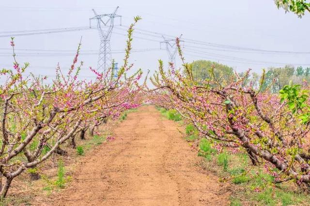 「旅行柚子君」云游通州 | 过把陶渊明的瘾!快节奏中的慢时光,城市里的世外桃源