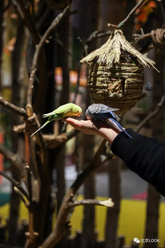 「玩乐足迹」北京首家室内动物园 · 和羊驼浣熊一起玩