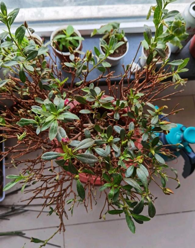 逛花市去捡漏，买了一堆长寿花，拿回来竟然全活了