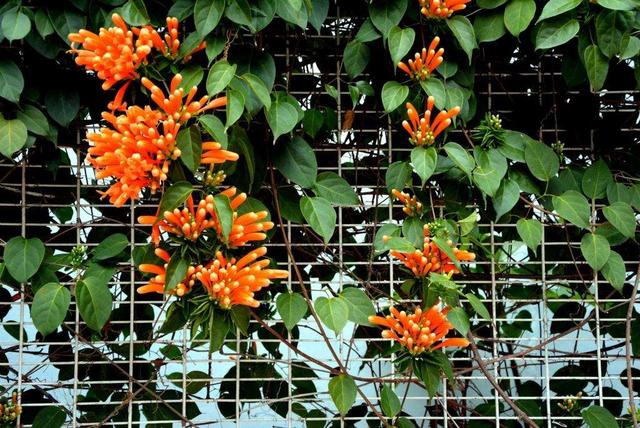 一点就炸的“炮仗”花，一串鞭炮一串红，噼里啪啦开花200天