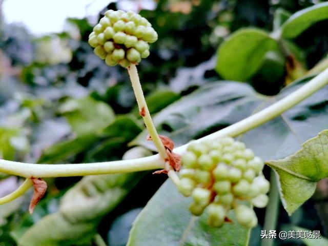 美丽的八角金盘花，花朵更加靓丽迷人，优雅别致