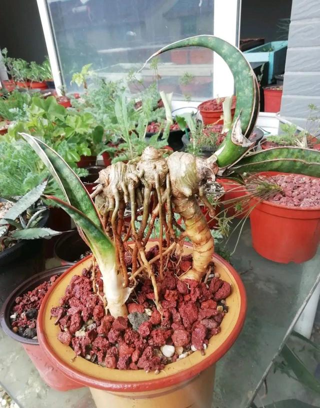 这花把根拽出来，2个月养成老桩，太轻松