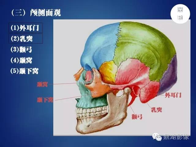 WoW，最全神经系统解剖图来了