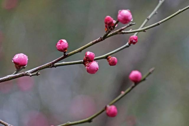 蜡梅|气温回暖，上海植物园‘两梅’腊月齐争辉