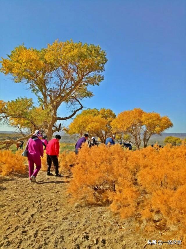 约吗旅行@金秋自驾北疆行