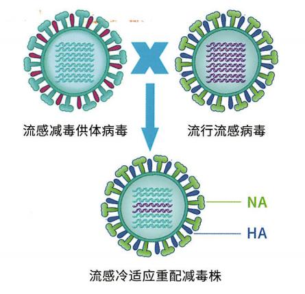 填补中国空白：鼻喷流感活疫苗的前生今世