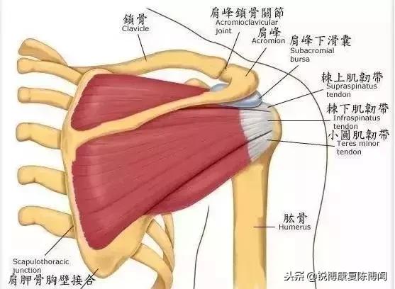 弹响|肩膀总是咔咔响？——别担心，快看这份解决秘籍！