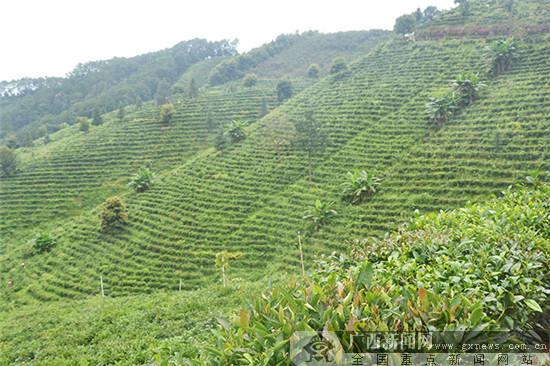 中欧|中欧地理标志协定生效 广西12个产品纳入互认清单