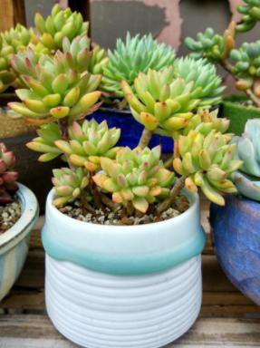 冬天植物有“蚧壳虫”，辣椒水、大蒜水都没用，有效方法只有1个