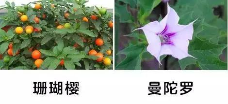 「你的育儿经」一盆绿植竟让孩子踏入“鬼门关”！这些植物有毒，别养
