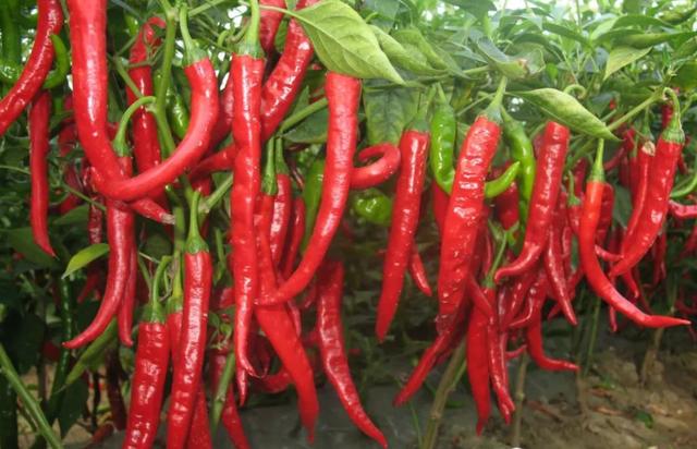 江西大妈把辣椒做成饼，40一斤比牛肉贵，本地人：买来当零食吃