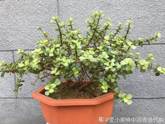 管住手！长寿花天冷少浇水，旱着养才保险