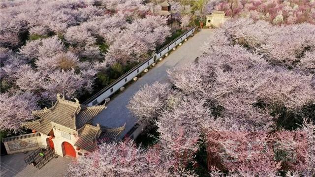 #世界那么大#鄢陵万余棵樱花争相绽放 如云似雪