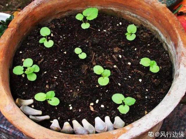 牵牛花开完别急着剪，留下黑豆子，撒土里冒了100盆