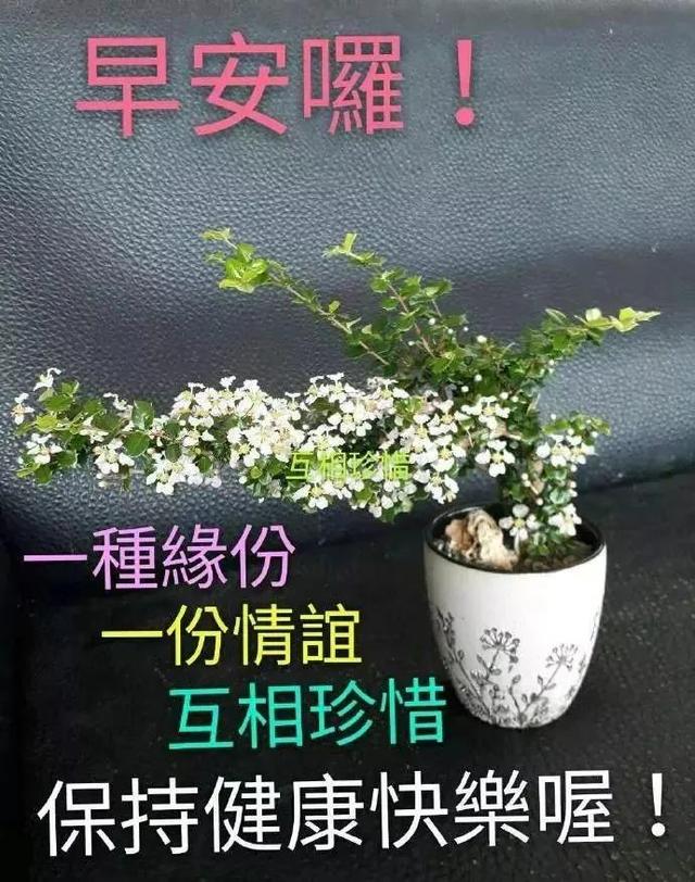 天冷多注意，添衣保暖防病袭；保持好心情，莫要烦躁坏情绪。早安