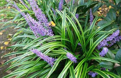 神农本草图经 | 柏实 菌桂 牡桂 天门冬 麦门冬