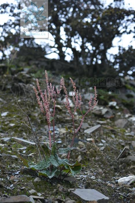 雪三七，见过吗？活血止血，散瘀止痛。治外伤出血、跌打损伤