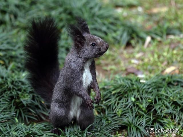 真想变成小松鼠