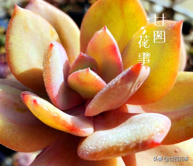 入冬养多肉，切记“1看、1多、1少”，美艳多汁，胖成肉球